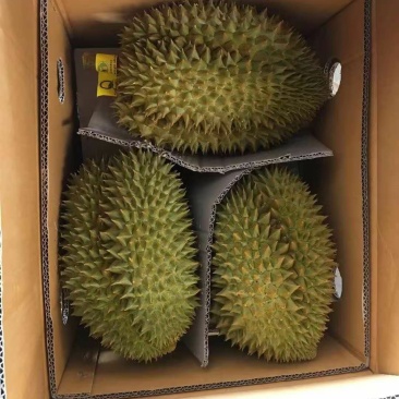 金枕榴莲