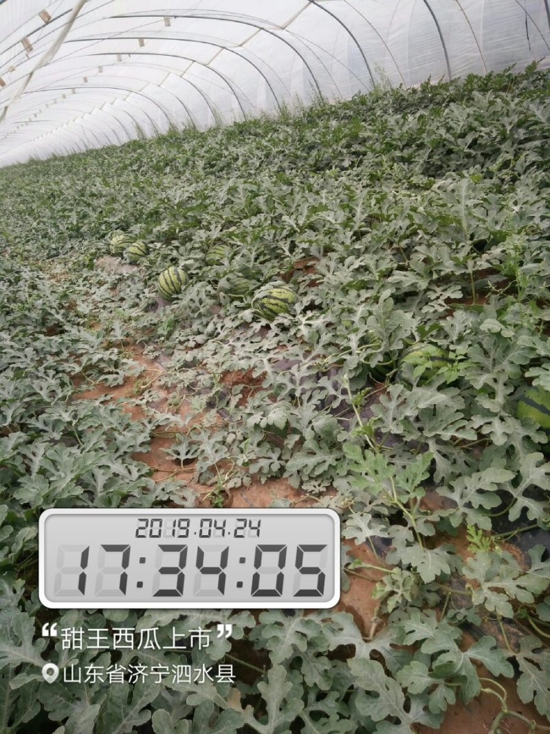 山东大棚甜王西瓜大量供应西瓜批发西瓜基地产地全国发货