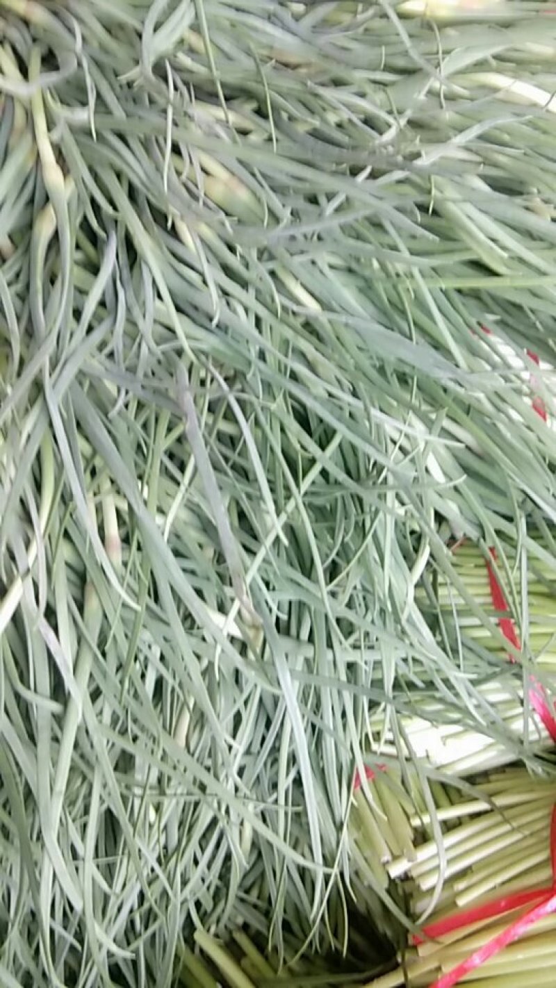 蒜苔