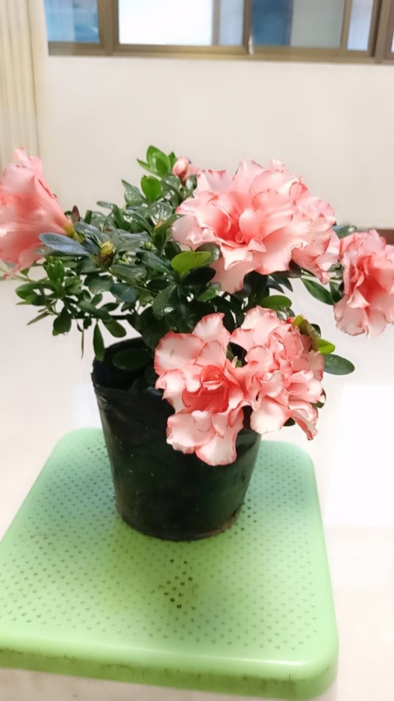 盆景杜鹃花
