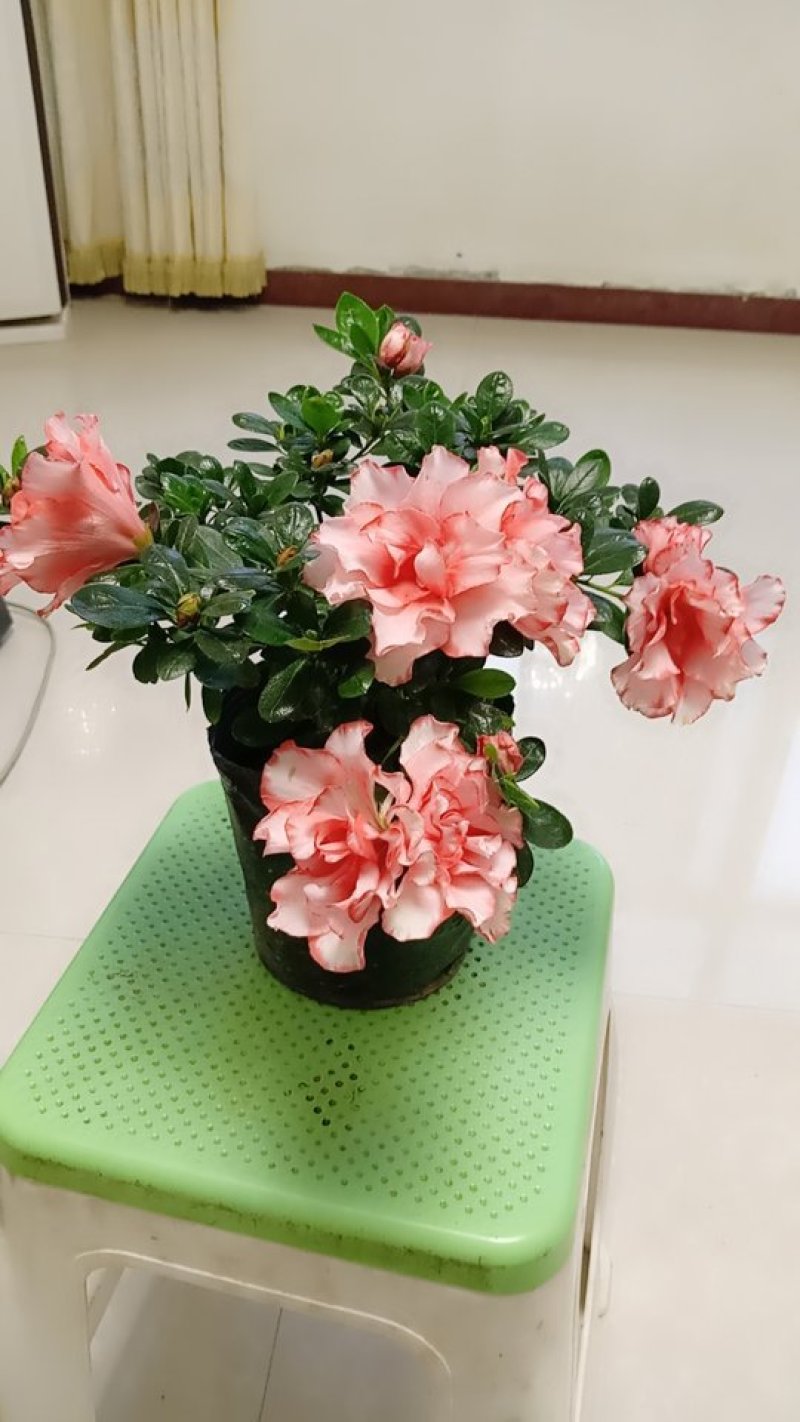 盆景杜鹃花
