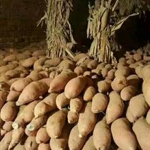 红薯现货北京553，清窖特惠，最后1万斤