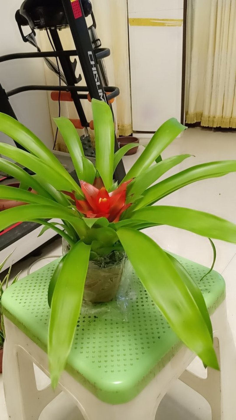 盆景花卉.鸿运当头。