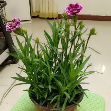 盆景花卉。康乃馨。