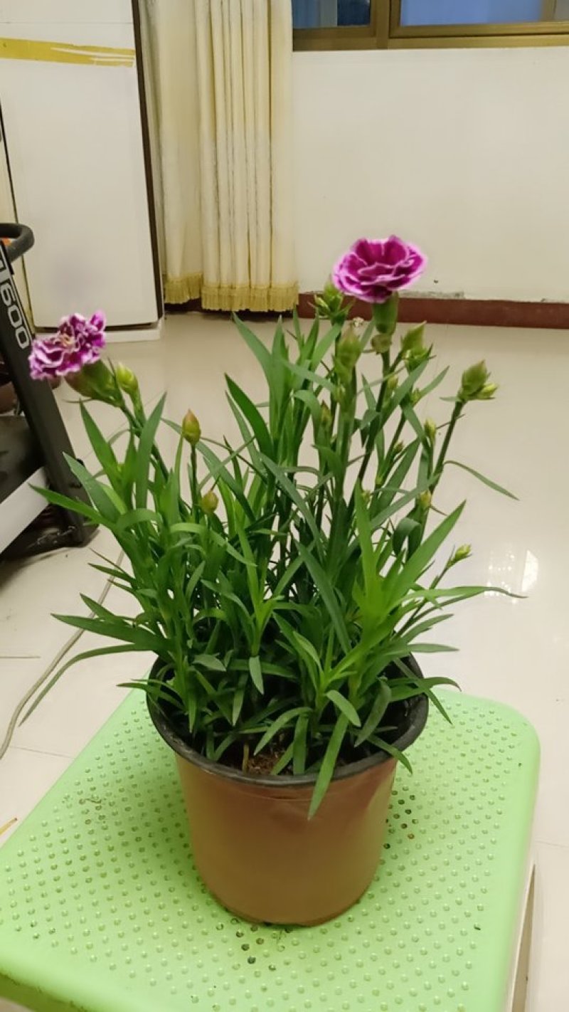 盆景花卉。康乃馨。
