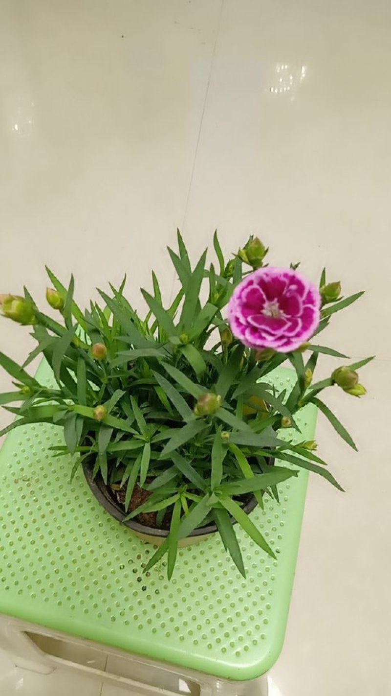 盆景花卉。康乃馨。