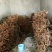 吴茱萸苗（技术共享）热销