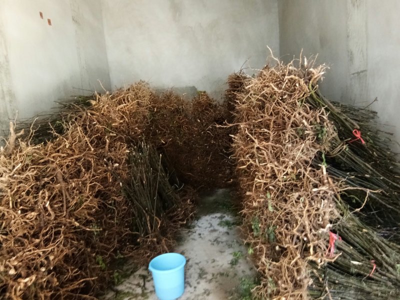 吴茱萸苗（技术共享）热销