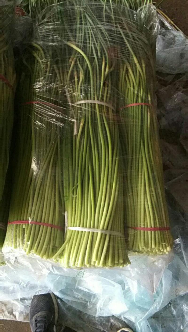精品蒜苔常年供货保证质量新鲜蒜薹产地直发