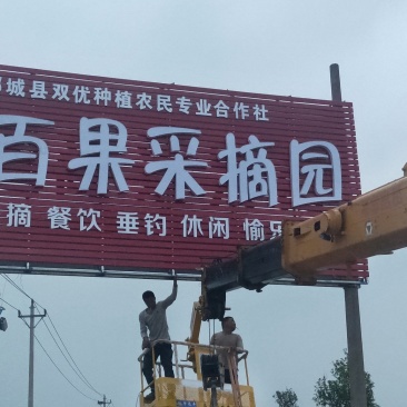 火龙果苗
