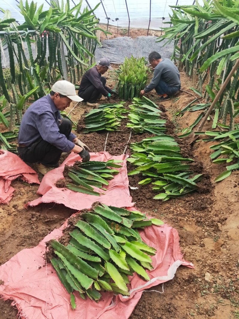 火龙果苗