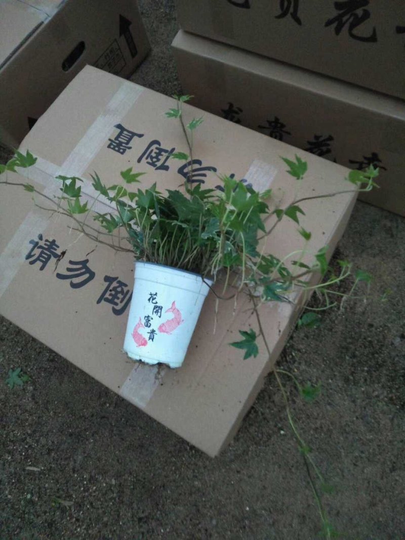 常春藤福建四海园基地直销