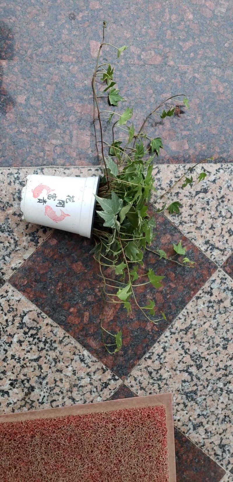常春藤福建四海园基地直销