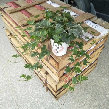 常春藤福建四海园基地直销