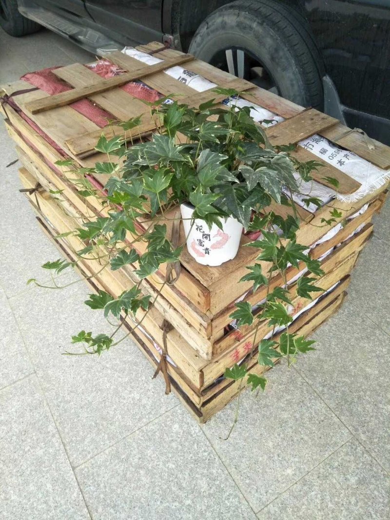 常春藤福建四海园基地直销