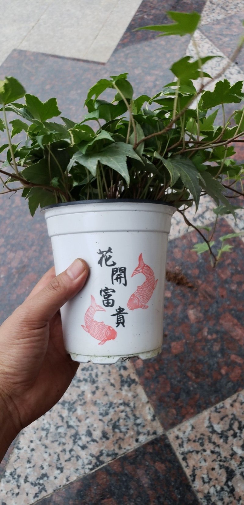 常春藤福建四海园基地直销