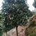 茶花福建四海园基地直销
