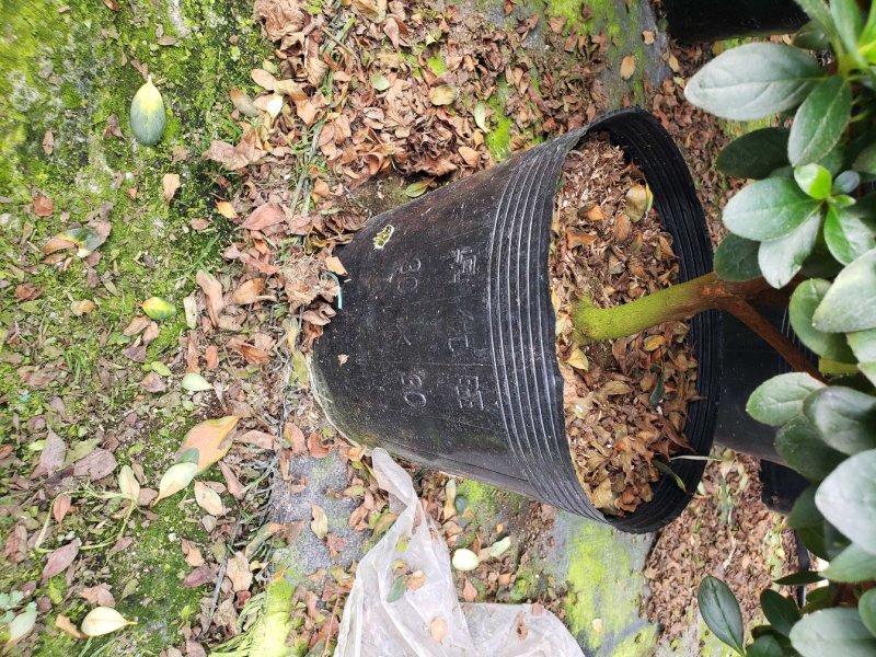 比利时杜鹃福建四海园基地直销