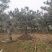 造型松泰山景观松树造型松工程用观景松树