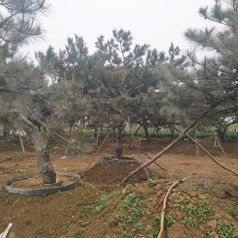 造型松泰山景观松树造型松工程用观景松树