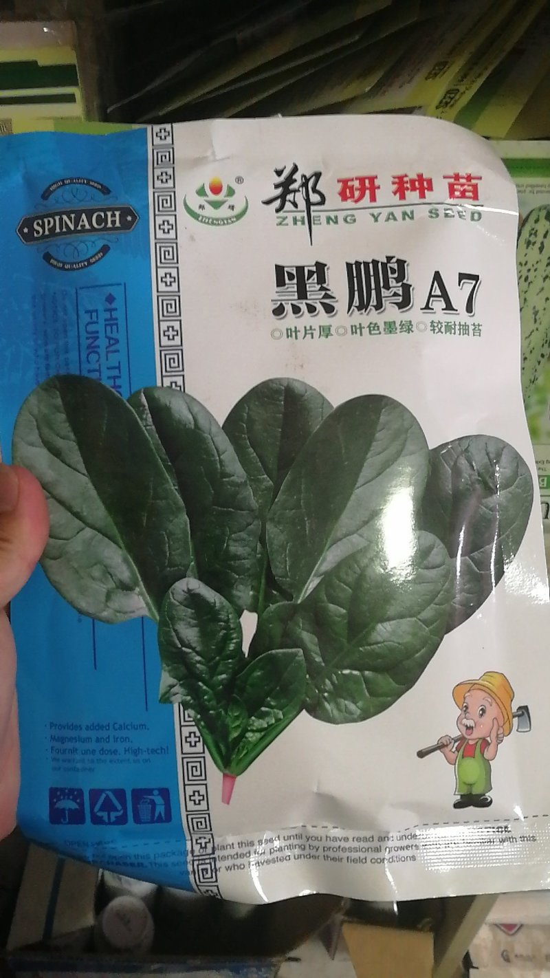 【耐热】黑鹏A7菠菜种子叶色纯黑色叶片厚实口感好