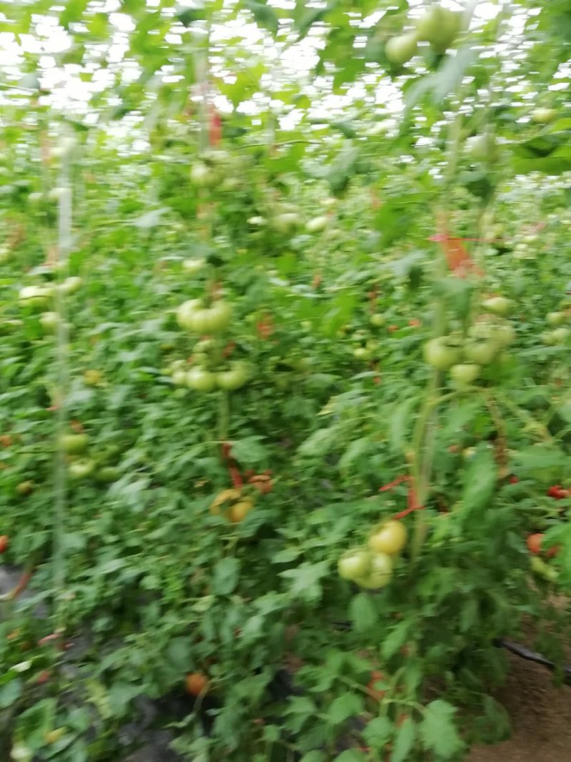 普罗旺斯番茄