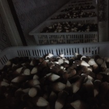 鸡枞菌