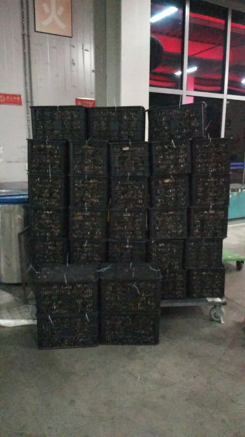 新鲜野生菌枞树菇松乳菇三九菇乌枞菌谷熟菌铜绿寒菌松树菌