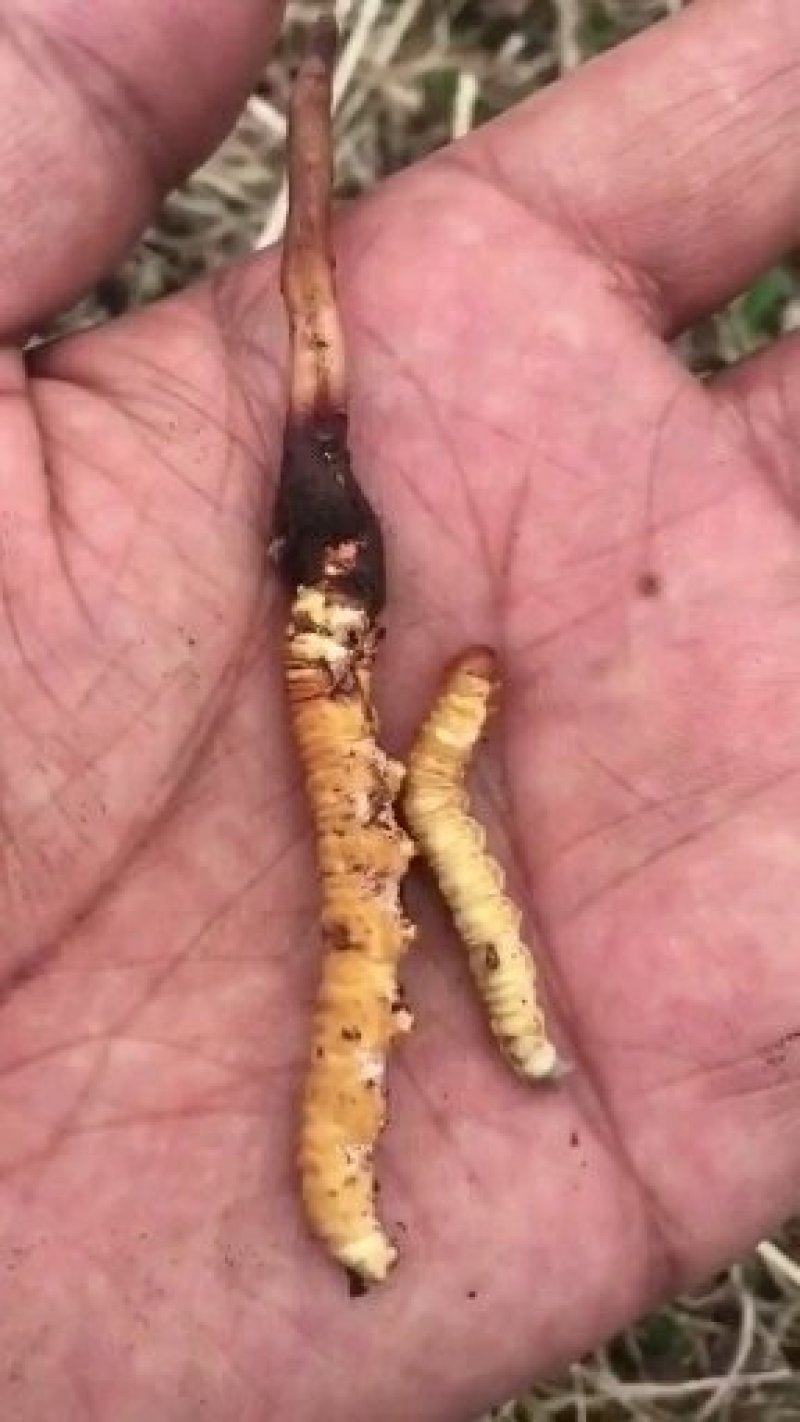冬虫夏草