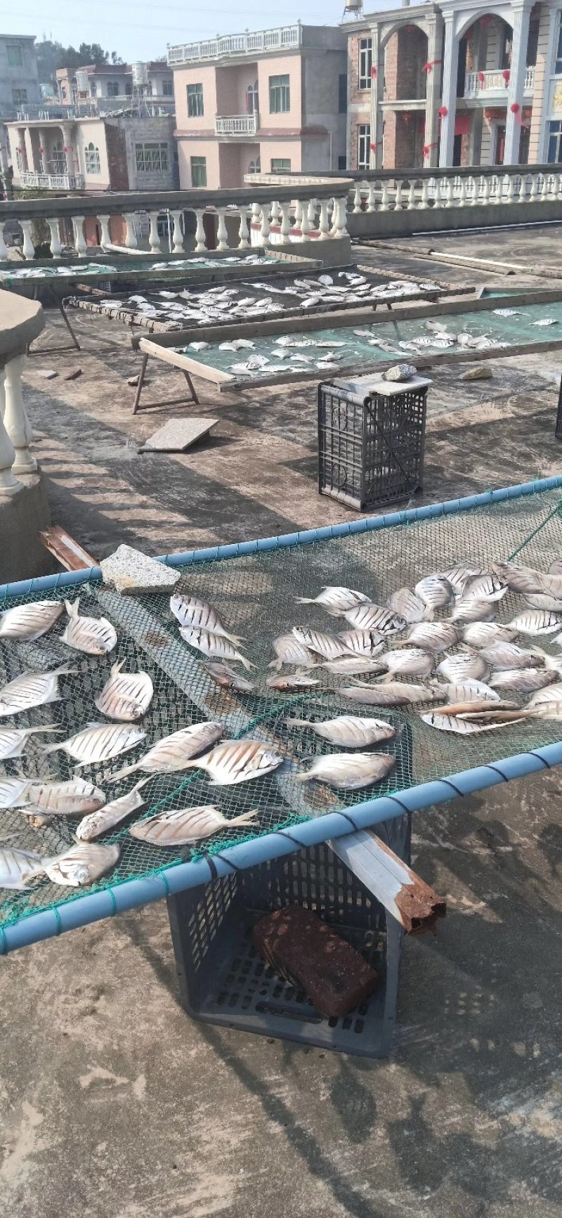 白昌鱼金鲳鱼银鲳鱼白扁鱼