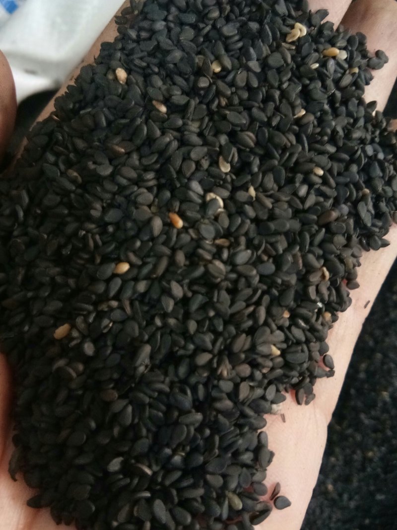 黑芝麻无硫干净无沙药用~食用一公斤起包邮