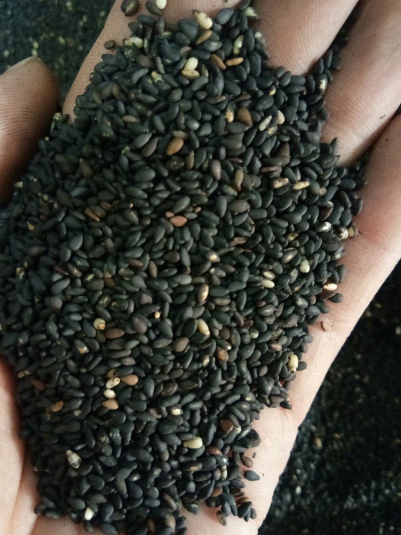 黑芝麻无硫干净无沙药用~食用一公斤起包邮