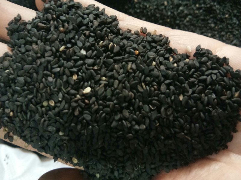 黑芝麻无硫干净无沙药用~食用一公斤起包邮