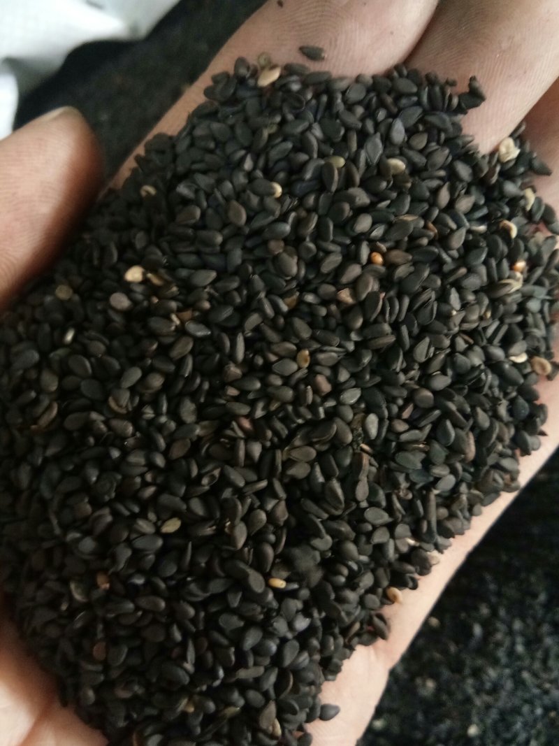 黑芝麻无硫干净无沙药用~食用一公斤起包邮