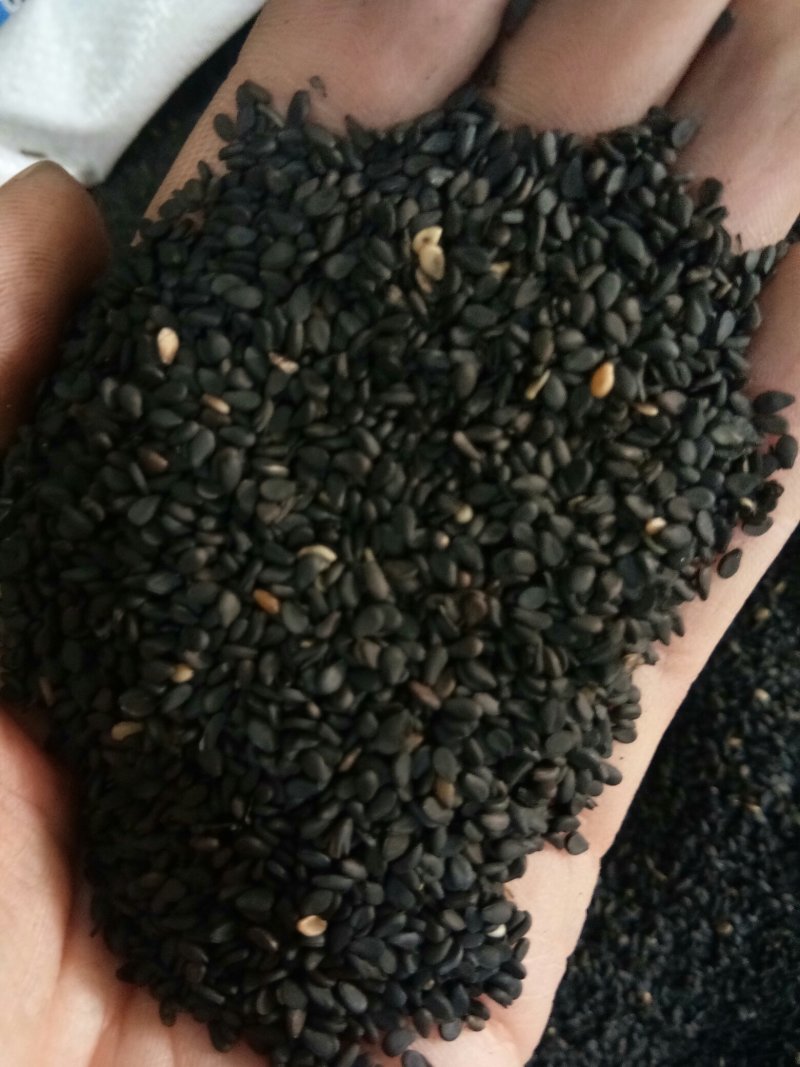 黑芝麻无硫干净无沙药用~食用一公斤起包邮