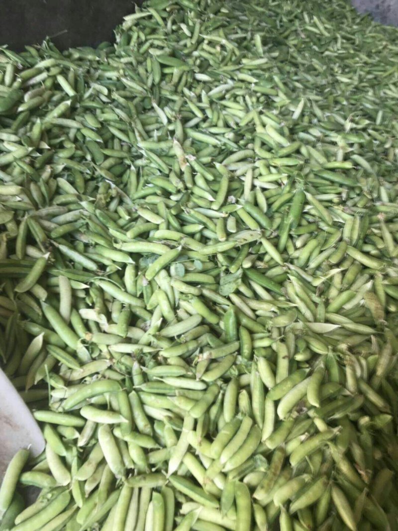 青豌豆、壳豌豆、甜豆颗粒饱满稳定供货量大从优