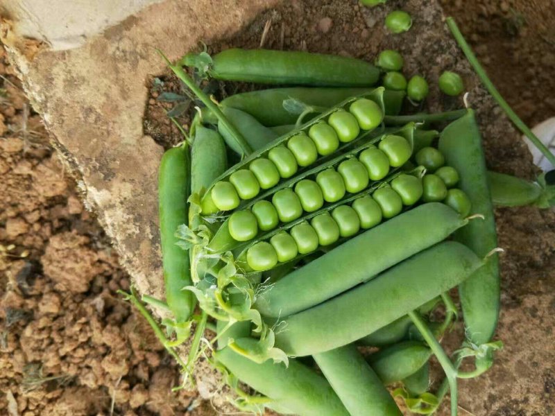 青豌豆、壳豌豆、甜豆颗粒饱满稳定供货量大从优