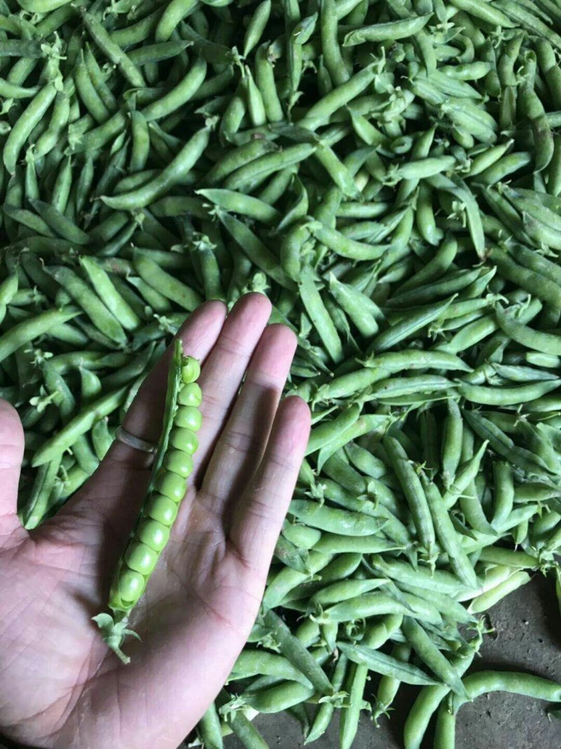 青豌豆、壳豌豆、甜豆颗粒饱满稳定供货量大从优