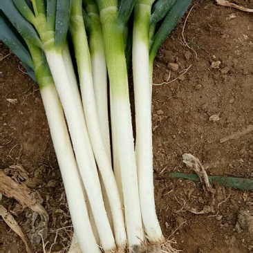 优质大葱大葱钢葱钢葱