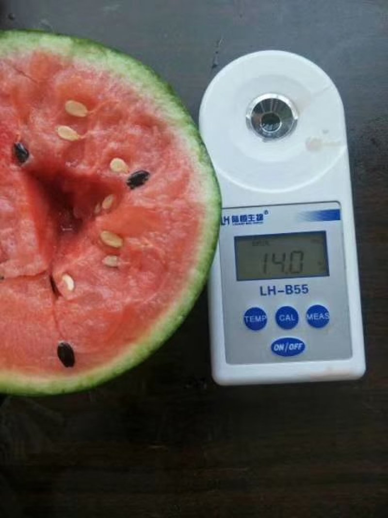 西瓜早春红玉西瓜现已大量上市！成熟度好，质量保证！