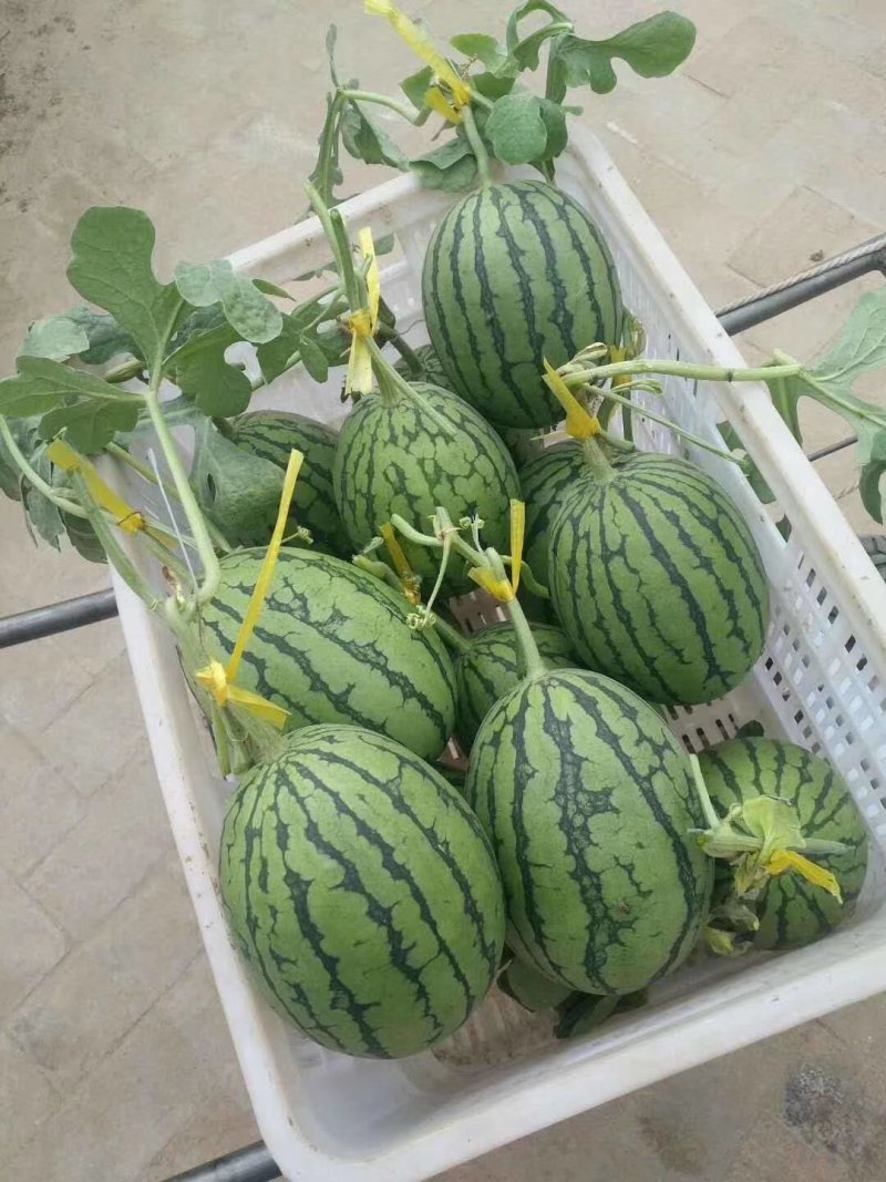 西瓜早春红玉西瓜现已大量上市！成熟度好，质量保证！