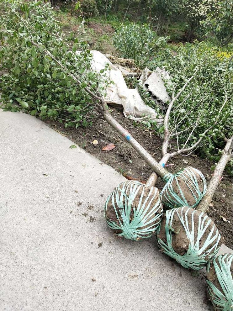 樱花