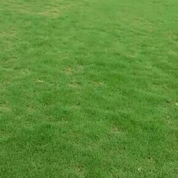 广州增城朱村阿兰草皮直销