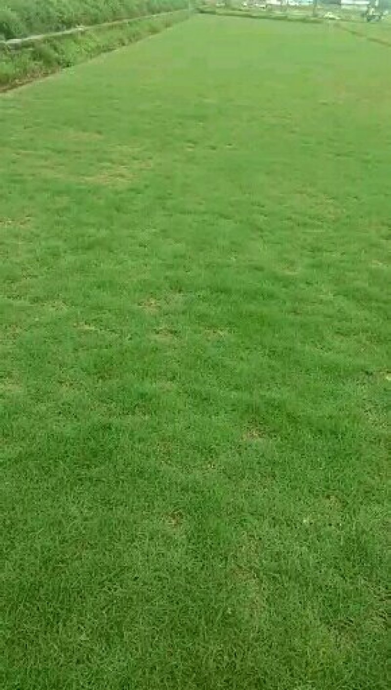 广州增城朱村阿兰草皮直销