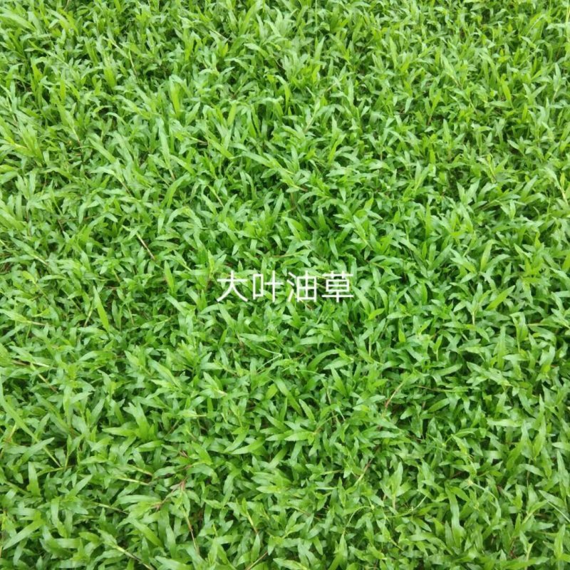 广州增城朱村阿兰草皮直销