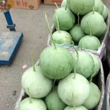宁夏沙漠吊西瓜