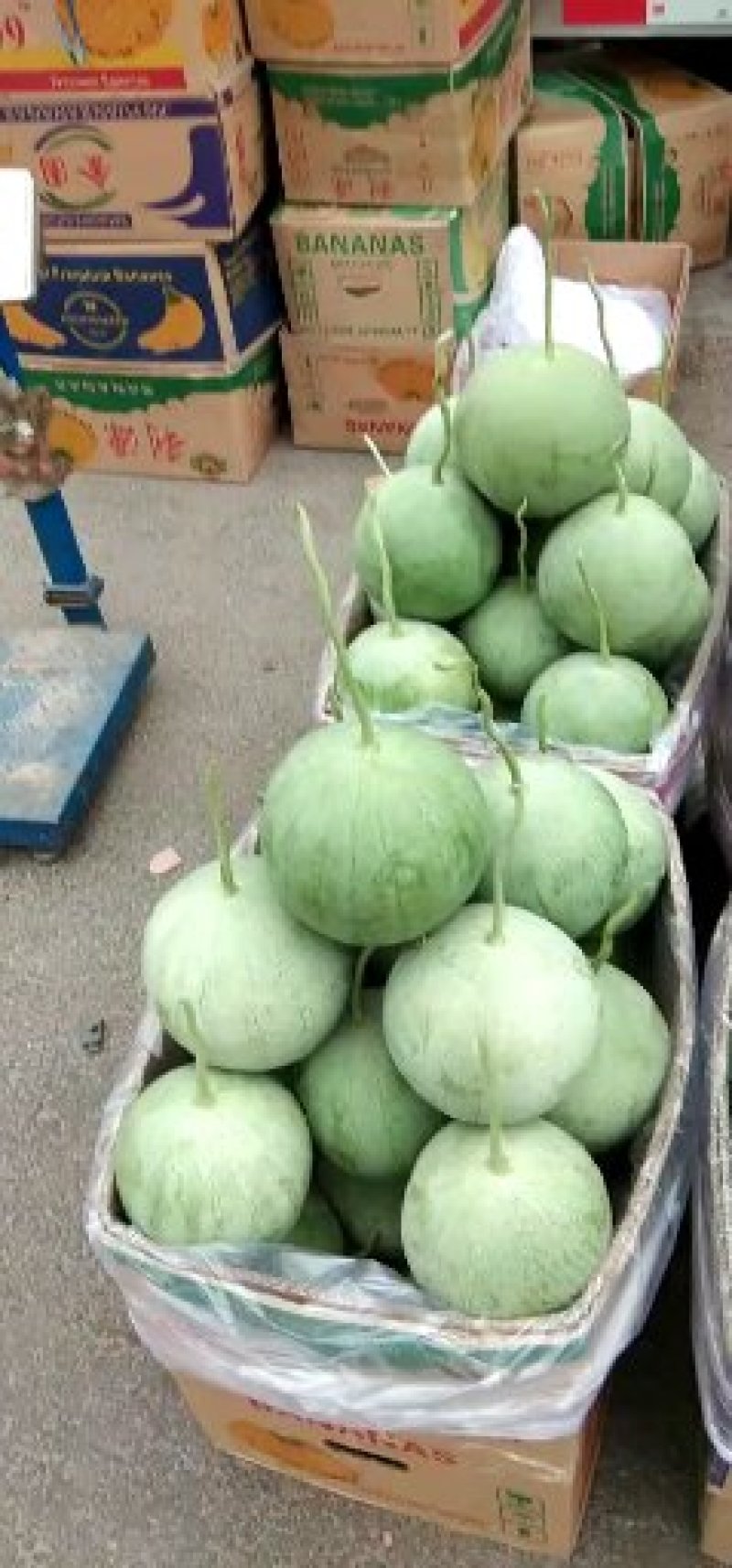 宁夏沙漠吊西瓜