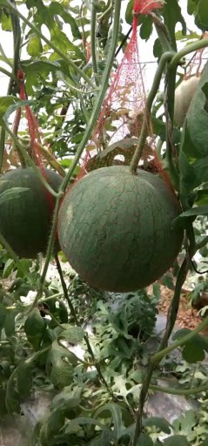 宁夏沙漠吊西瓜