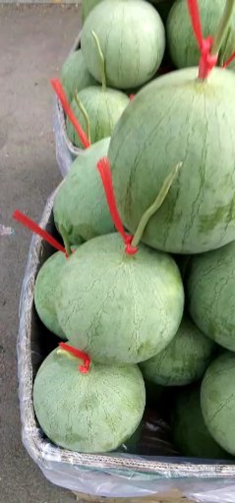 宁夏沙漠吊西瓜