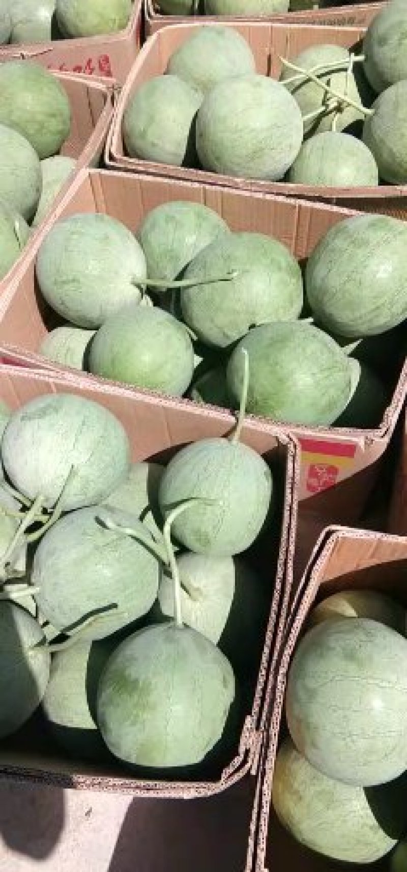 宁夏沙漠吊西瓜